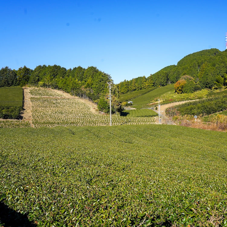 ALL GREEN | 07 ゆめかおり 普通煎茶 福山製茶（10包）