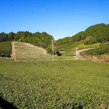 ALL GREEN | 07 ゆめかおり 普通煎茶 福山製茶（10包）